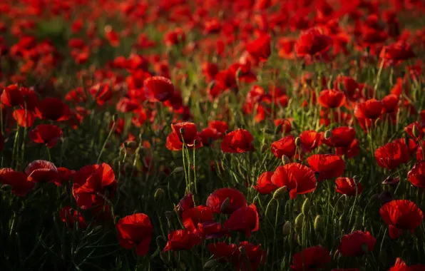 Summer, flowers, Maki, red, a lot, bokeh, poppy field