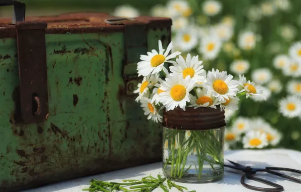 Picture flowers, chamomile, Bank, chest, iron, a bunch, scissors, chamomile field