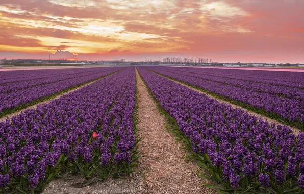 Field, the sky, clouds, flowers, fog, dawn, spring, dal