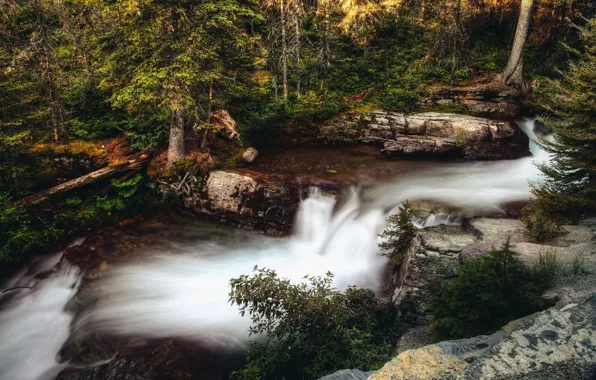 Forest, trees, nature, stones, rocks, thickets, vegetation, foliage