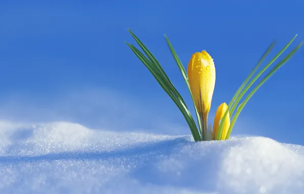 Picture snow, sprouted, Yellow Crocus