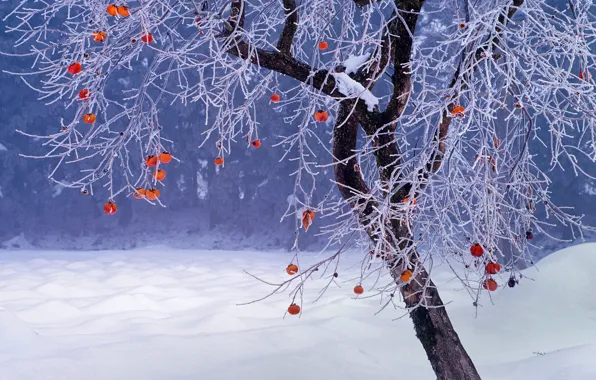 Picture winter, snow, tree, Japan, fruit, persimmon, Fukushima