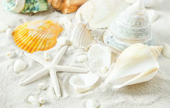 Sand, beach, star, shell, summer, beach, sand, marine