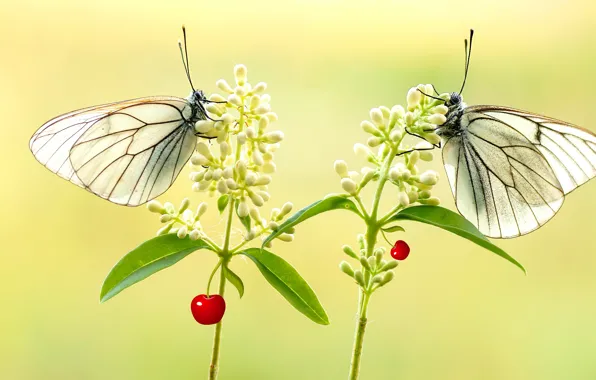 Leaves, macro, butterfly, flowers, insects, background, butterfly, two