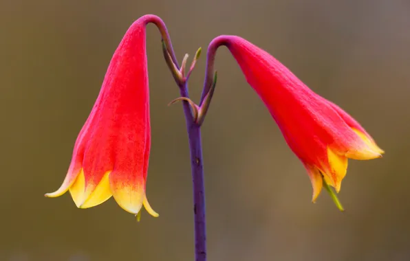 Picture flower, paint, Australia, New South Wales, Gibraltar Range National Park