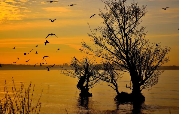 Picture the sky, birds, lake, tree