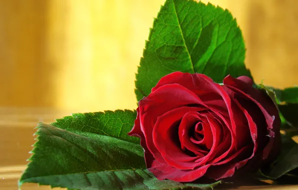 Red roses background - Stock Image - Everypixel