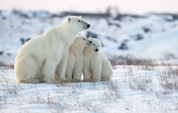 Winter, snow, bears, bear, Polar bears, Polar bears