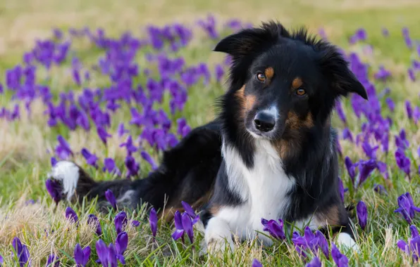 Picture look, flowers, dog, spring, crocuses, The border collie