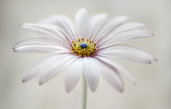 Flower, petals, osteospermum