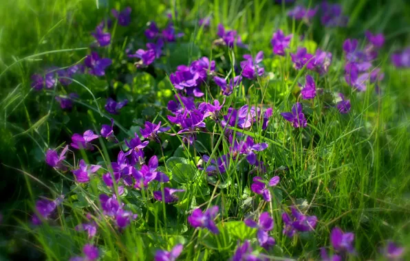 Picture grass, blur, violet