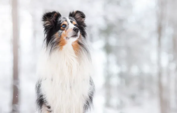 Picture snow, background, dog, bokeh, Hugo