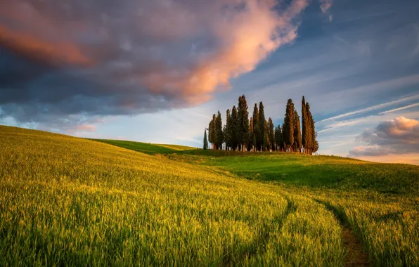 Field, hills, Italy, cypress, Tuscany