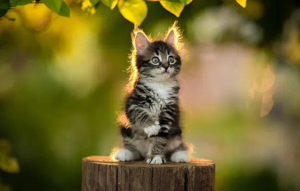 Blur, kitty, deck, Yuriy Korotun