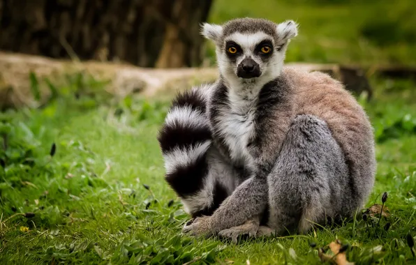 Grass, look, lemur, A ring-tailed lemur, Katta