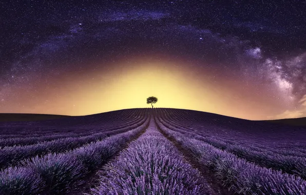 Picture field, tree, The Milky Way