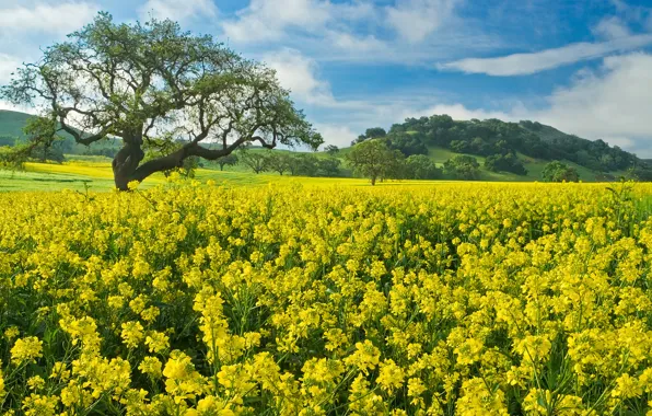 Picture field, flowers, tree, rape