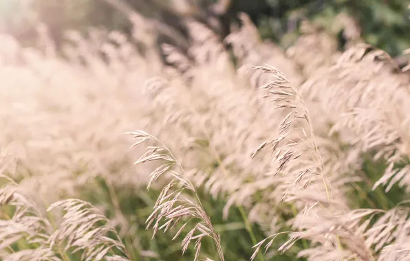Field, grass, in the field