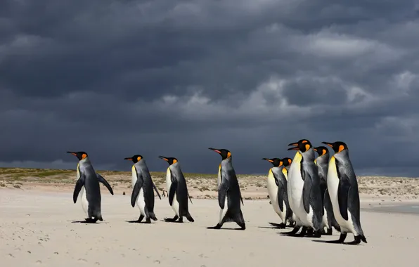 Birds, clouds, shore, penguins