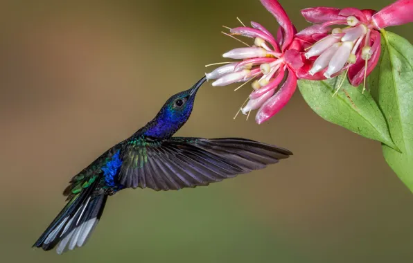 Picture flowers, bird, wings, beak, Hummingbird, Purple cableknit