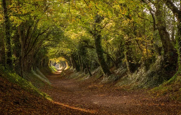 Road, autumn, trees, England, the tunnel, the tunnel, England, West Sussex