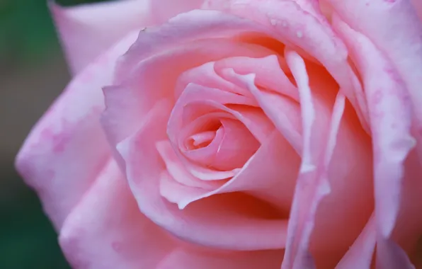 Macro, pink, rose
