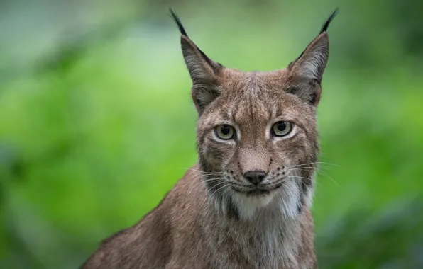 Picture look, face, portrait, lynx, wild cat, green background, bokeh