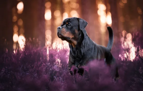 Look, light, trees, nature, pose, trunks, glade, dog