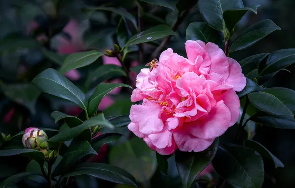 Flower, leaves, macro, bee, pink, branch, spring, buds
