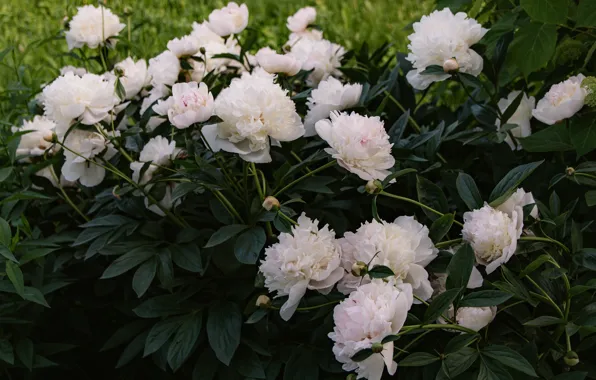 Wallpaper flowers, flowerbed, a lot, garden, white, leaves, peonies, summer