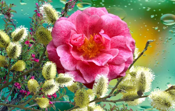 Picture Flowers, ROSE, Verba, Spring festival