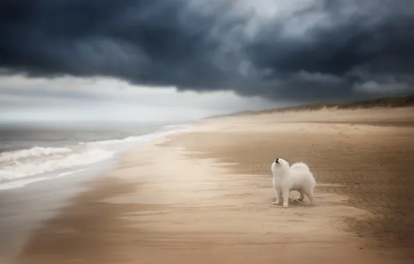 Sand, sea, wave, beach, the sky, look, clouds, nature