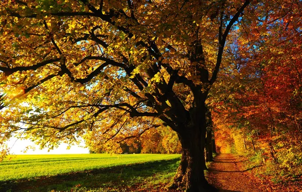 Track, falling leaves, green field, autumn trees