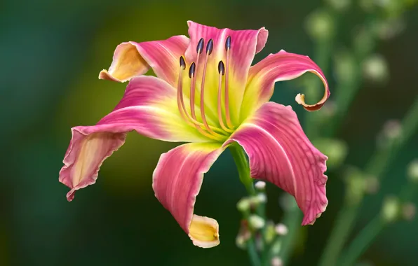 Flower, pink, Lily, petals, garden, stamens, two-tone, green background