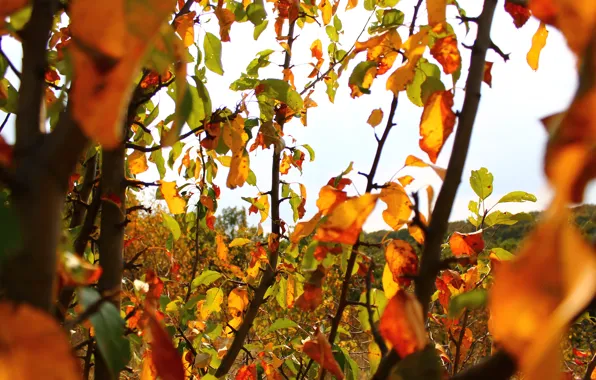 Leaves, Autumn, Yellow, Green, Clear skies