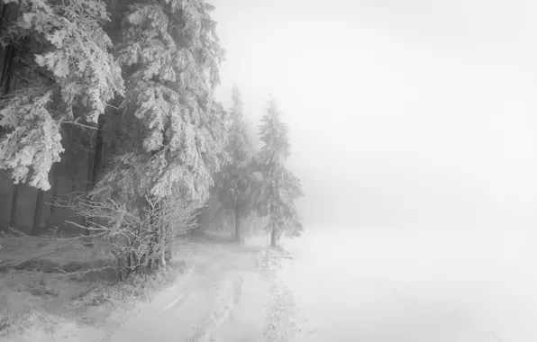 Winter, forest, fog