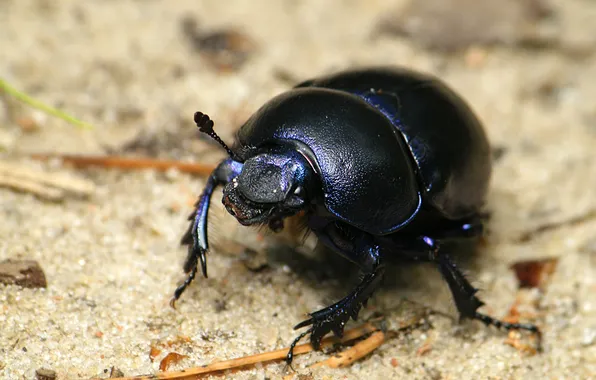 Black, beetle, insect