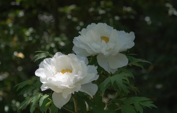 Picture leaves, flowers, Bush, white, flowering, peonies