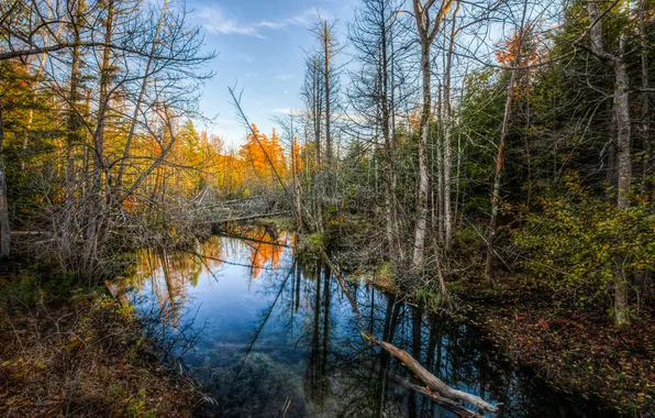 Picture autumn, forest, the sky, trees, river