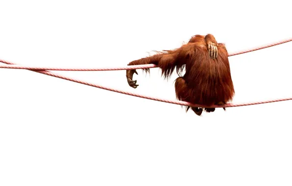 Picture background, monkey, rope
