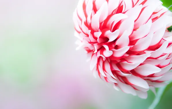 Flowers, Wallpaper, petals, buds