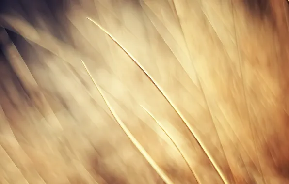 Picture grass, light, blur