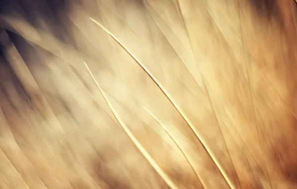 Grass, light, blur