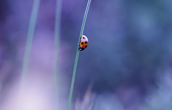 Macro, ladybug, beetle, stem, insect, a blade of grass