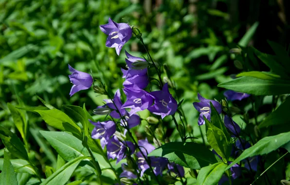 Greens, flower, purple, summer, nature, bells, cottage