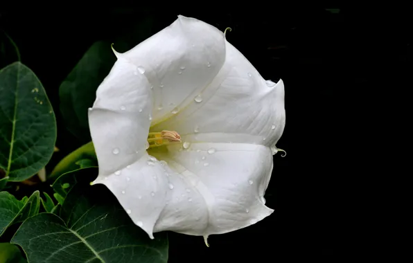 Leaves, drops, flowers, nature, Rosa, petals