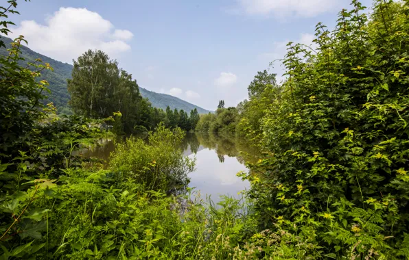 Picture greens, forest, summer, trees, mountains, pond, Germany, Nehren