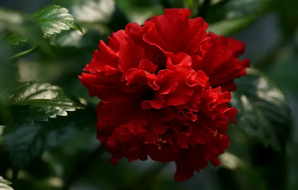 Flower, macro, red, hibiscus, Terry