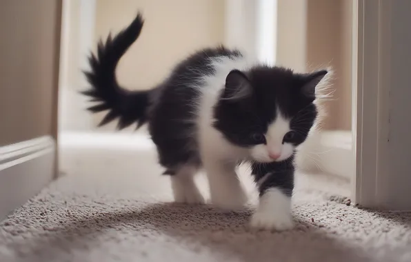 Cat, look, pose, kitty, room, black and white, carpet, face