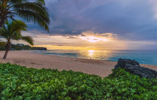 Sea, palm trees, coast
